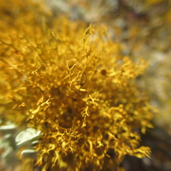 Teloschistes exilis