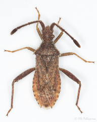 Coriomeris denticulatus