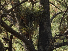 Tillandsia prodigiosa