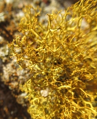 Teloschistes exilis