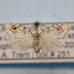 Clemensia ochreata