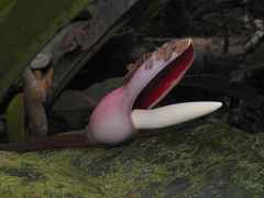 Philodendron insigne