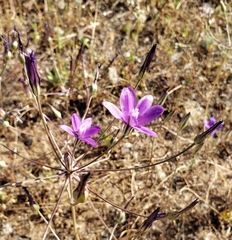 Brodiaea appendiculata