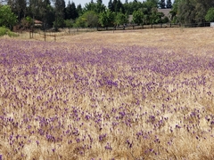 Brodiaea appendiculata