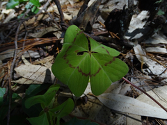 Oxalis tetraphylla