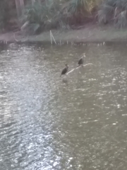 Phalacrocorax auritus image