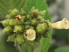 Varronia crenata