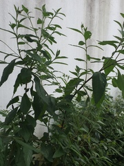 Varronia crenata