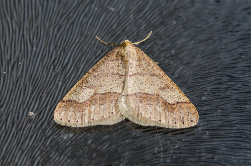 Dotted Border Moth