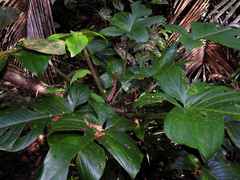 Philodendron squamiferum