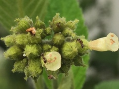 Varronia crenata