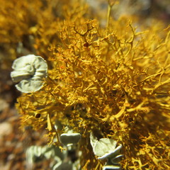 Teloschistes exilis