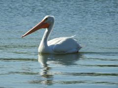 Pelecanus erythrorhynchos