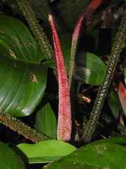 Philodendron squamiferum