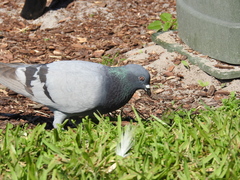Columba livia domestica