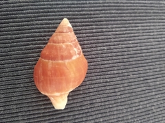 Leucozonia leucozonalis