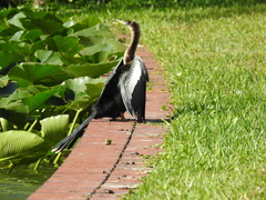 Anhinga anhinga
