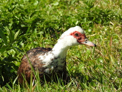 Cairina moschata domestica