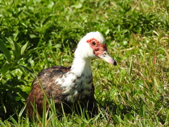 Cairina moschata domestica