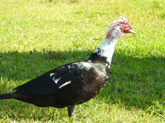 Cairina moschata domestica