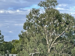 Cacatua sanguinea