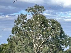 Cacatua sanguinea