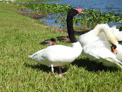 Cygnus melancoryphus