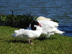 Cygnus melancoryphus