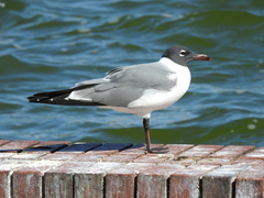 Leucophaeus atricilla