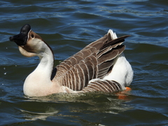 Anser cygnoides domesticus