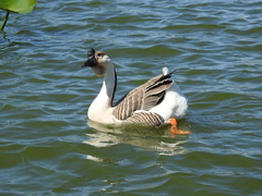 Anser cygnoides domesticus