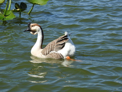 Anser cygnoides domesticus