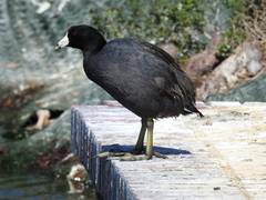 Fulica americana