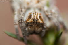 Stegodyphus lineatus