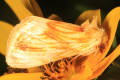 Cirrhophanus triangulifer