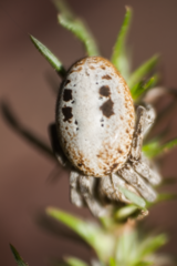 Stegodyphus lineatus