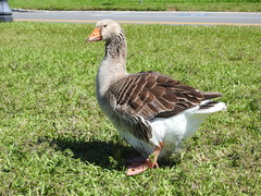 Anser anser domesticus
