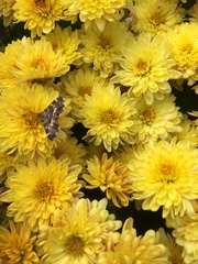 Hymenia
