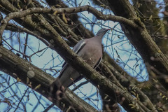 Columba palumbus