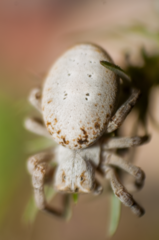 Stegodyphus lineatus