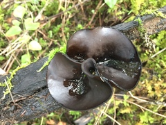 Pseudoplectania vogesiaca