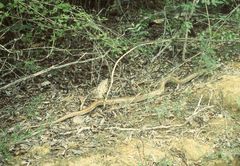 Leioheterodon geayi