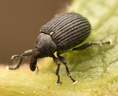 Anoplus roboris