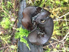 Pseudoplectania vogesiaca