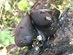 Pseudoplectania vogesiaca