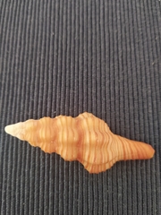 Polygona infundibulum