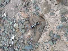 Chlanidophora patagiata