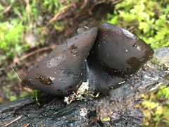 Pseudoplectania vogesiaca