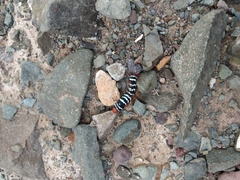 Chlanidophora patagiata