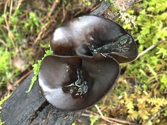 Pseudoplectania vogesiaca